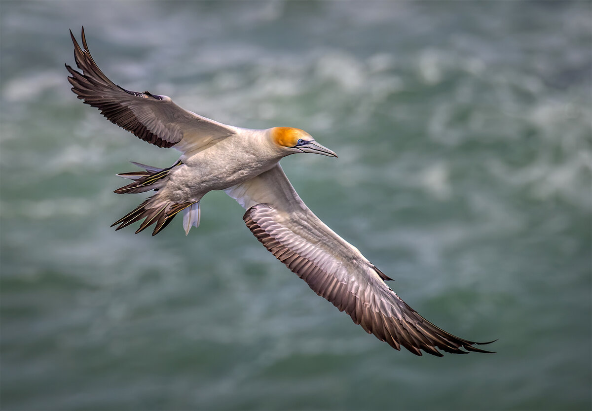 Australasian Gannet.jpg