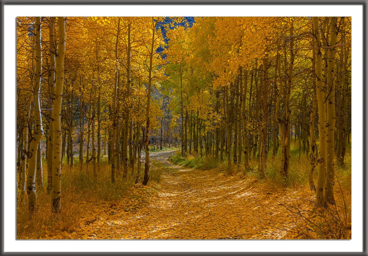 Autumn Aspens_33.jpg