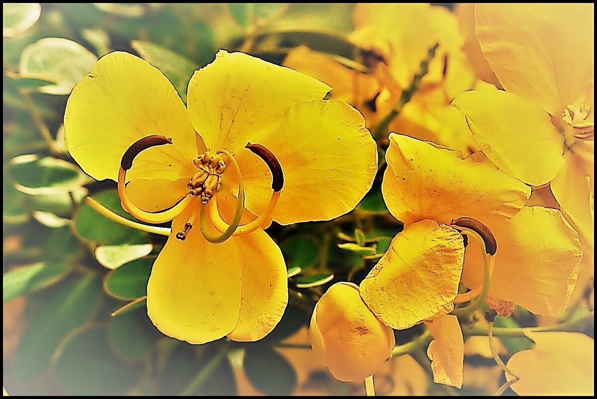 Autumn Yellow.JPG