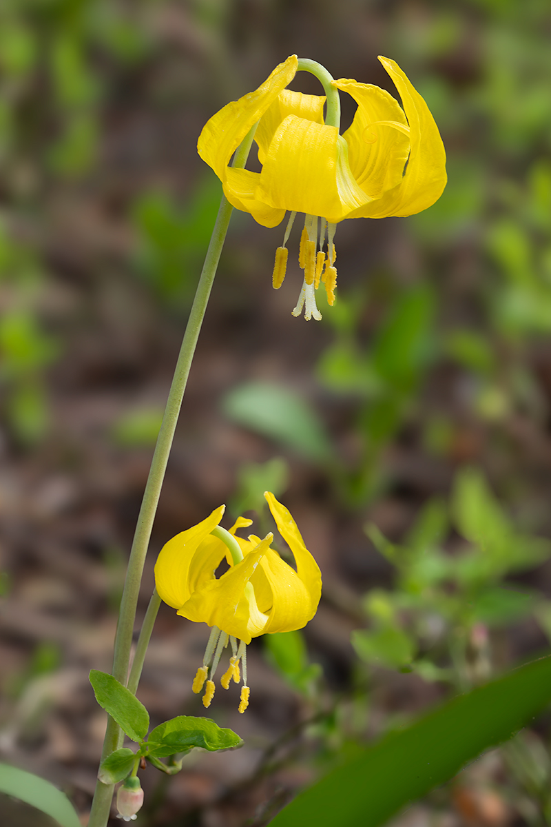 Avalanche-Lilies2SharpBlurSpotsCrop.jpg