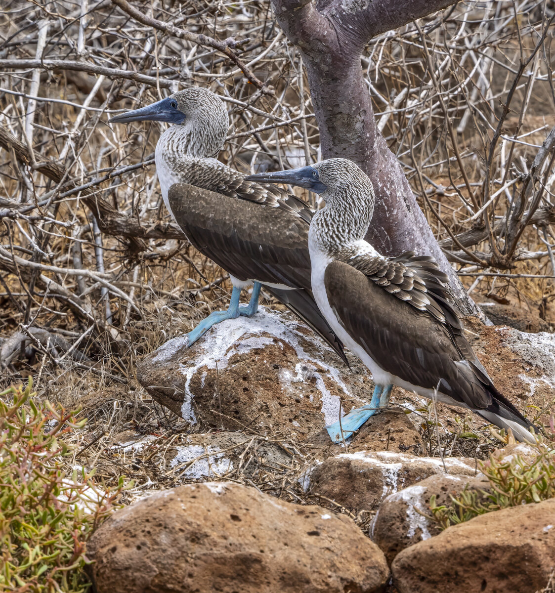 B-F Boobies PA212367-Edit.jpg
