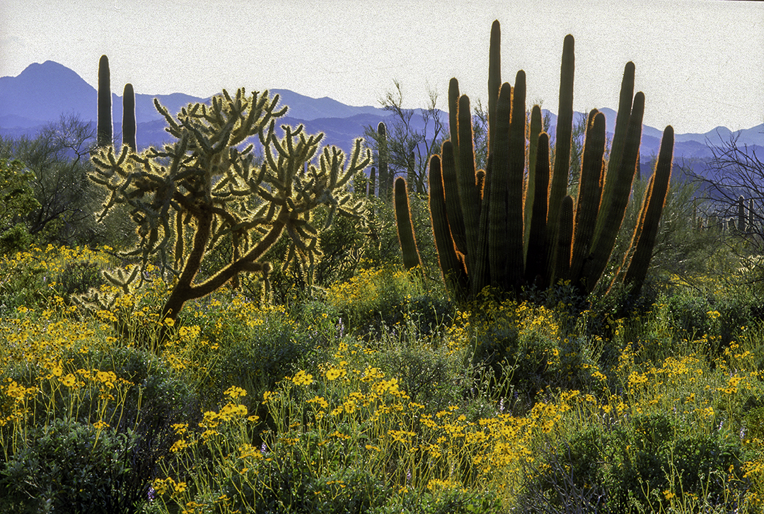 Back lit Organ Pipe and Chainfruit Cholla, Organ Pipe Cactus National Monument, AZ.jpg