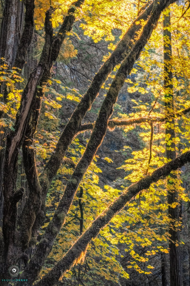Backlit Maples.jpg
