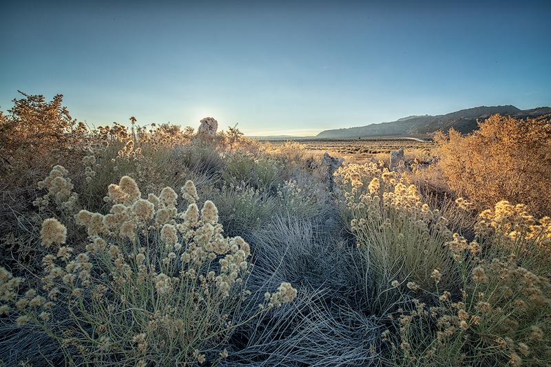 backlit-tufas-rabbitbrush-copy.jpg