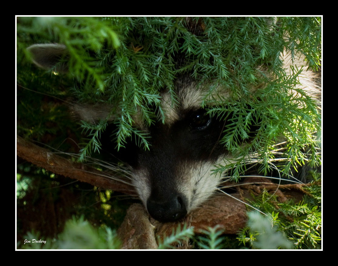 Backyard-Coon (1).jpg