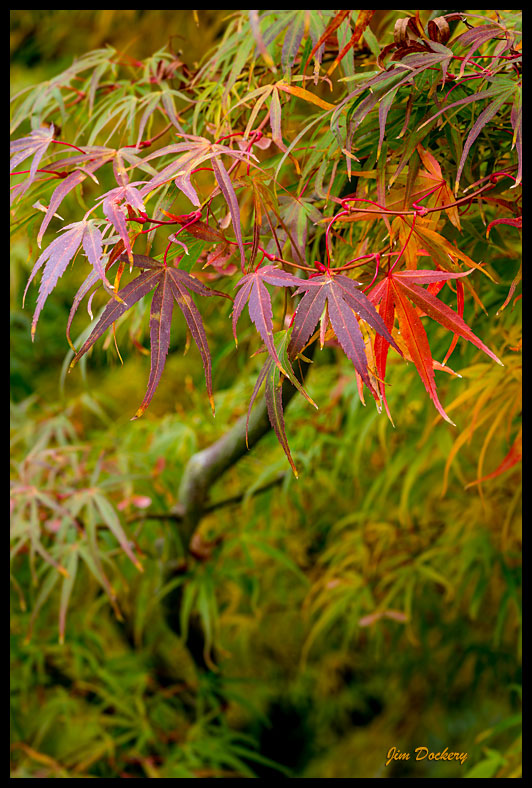 Backyard-Maple-(25).jpg