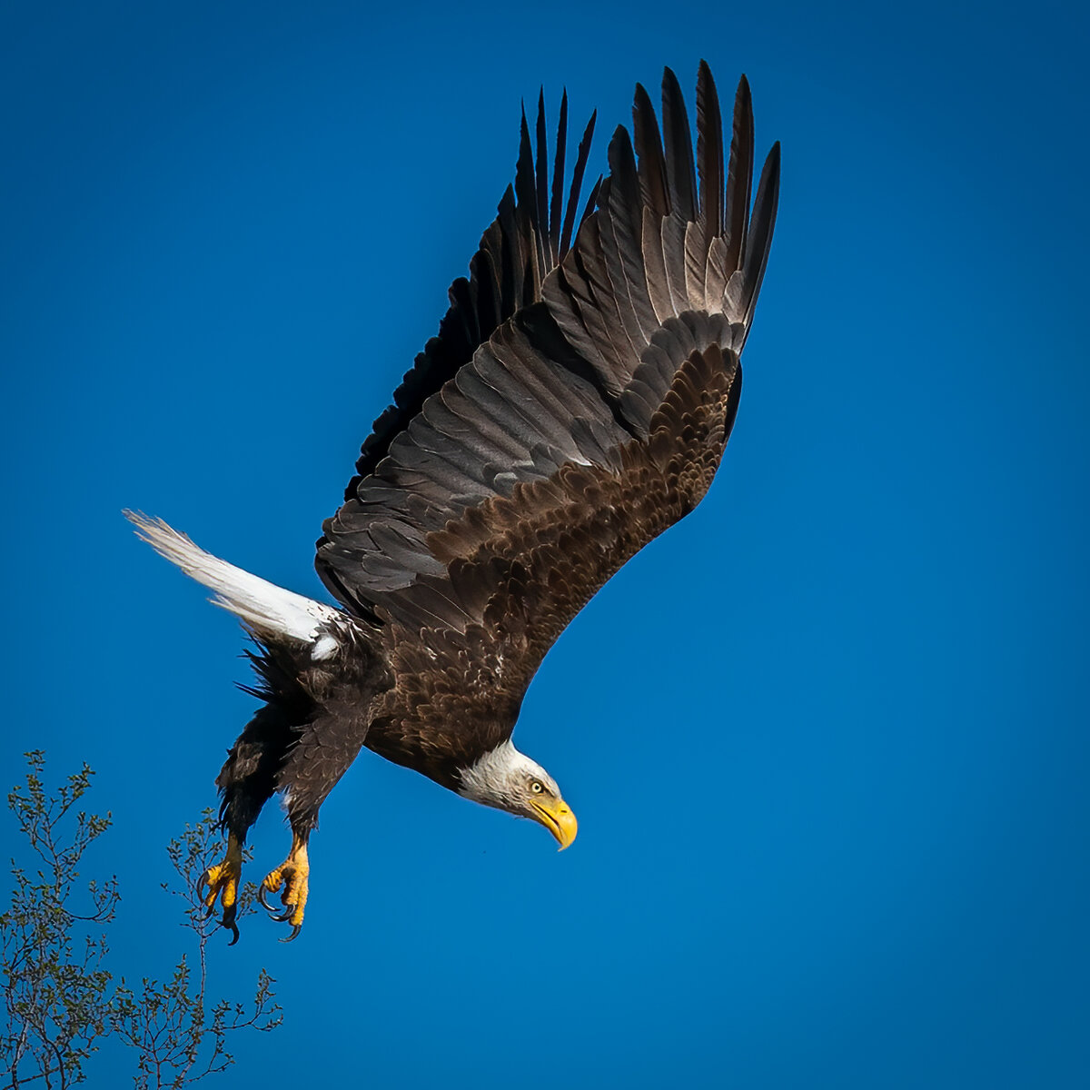 Bald eagle-1974-Edit.jpg
