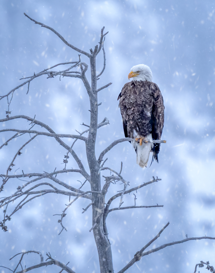 Bald eagle-3715-Edit.jpg