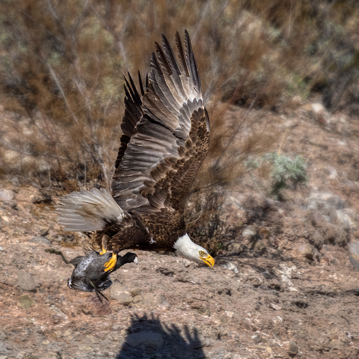 Bald eagle and Coot-00343-Edit-2.jpg