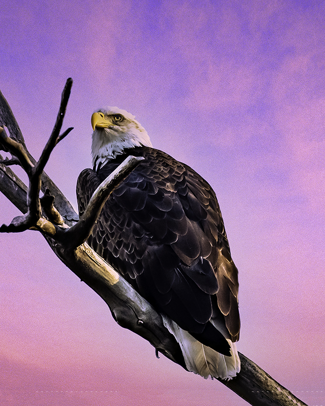 Bald Eagle, Dead Ranch Horse State Park, AZ-Edit.jpg