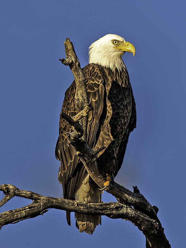 Bald Eagle.jpg