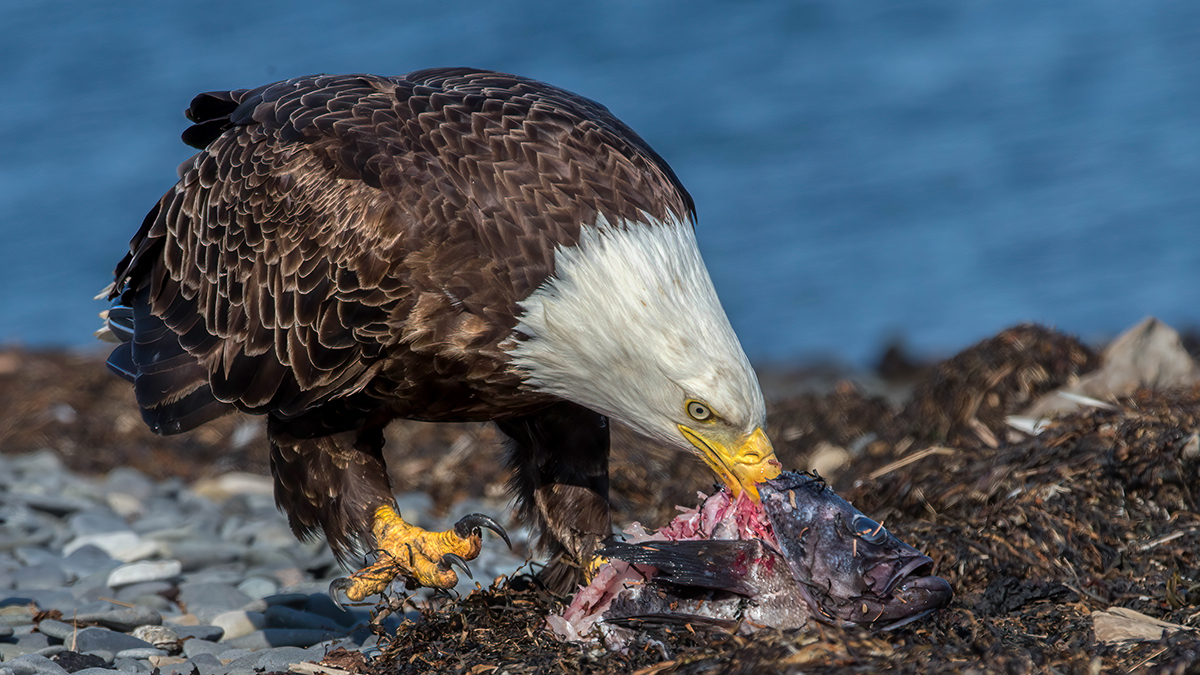 Bald Eagle.jpg