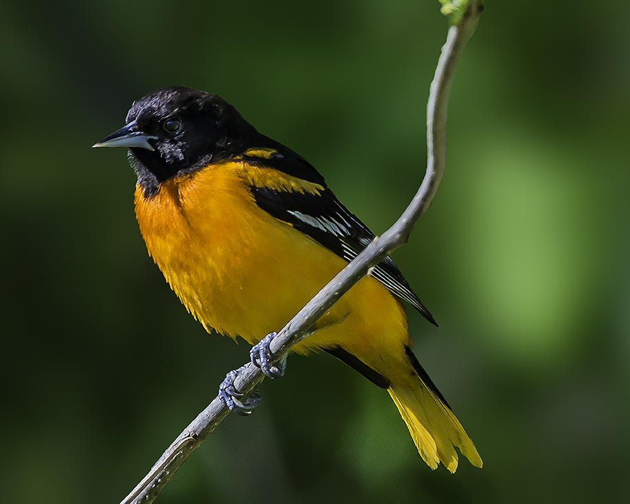 Baltimore Oriole.jpg