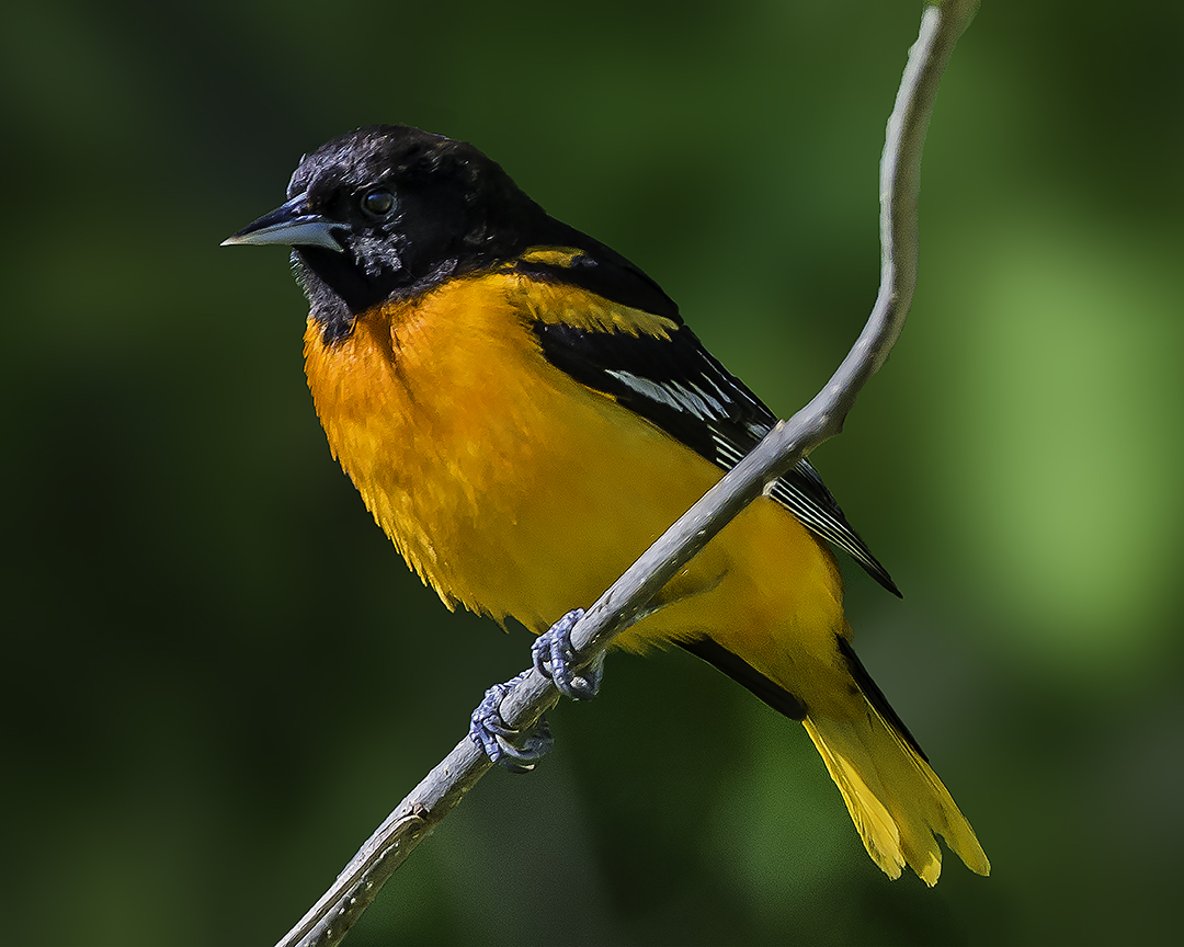 Baltimore Oriole.jpg