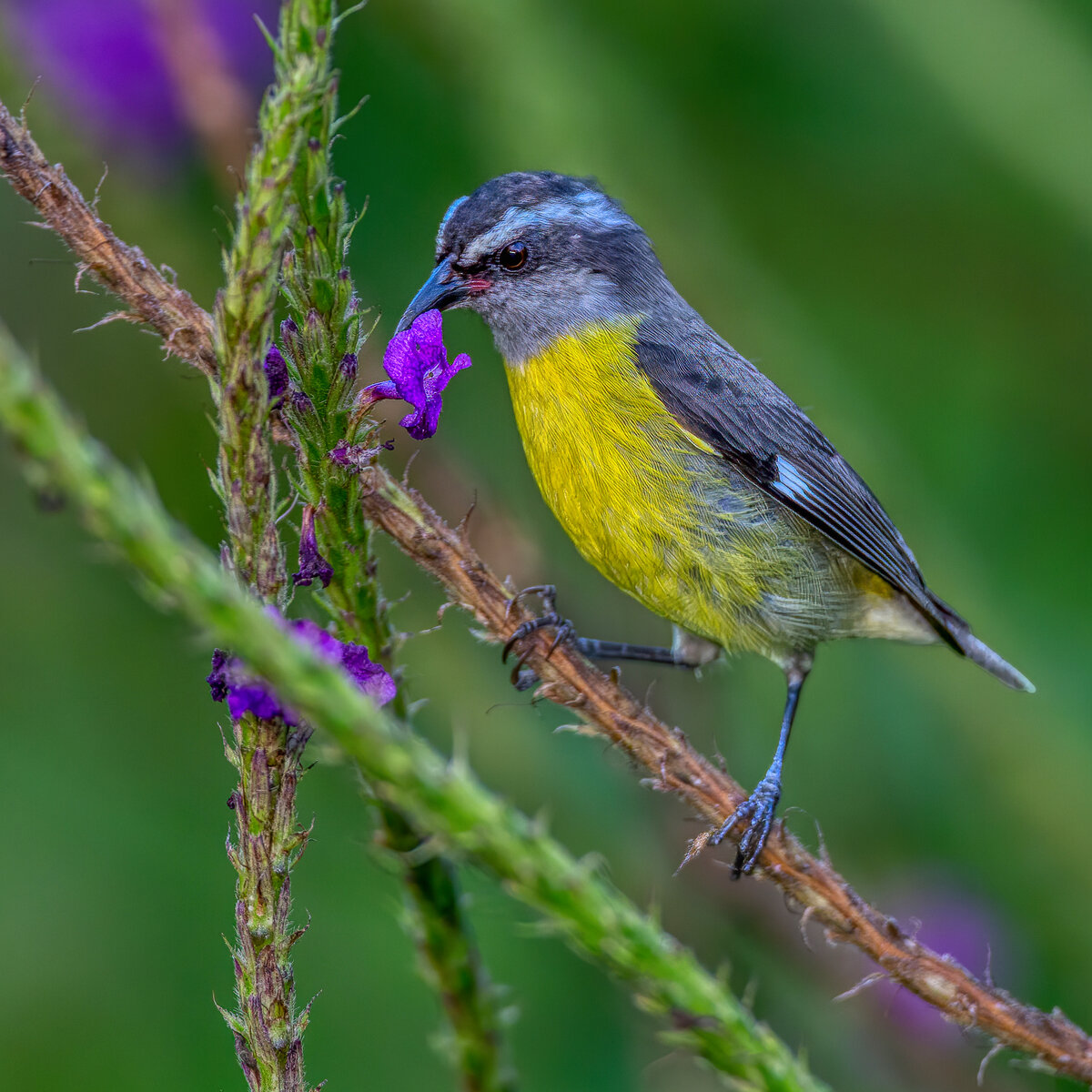 Bananaquit-424-Edit.jpg