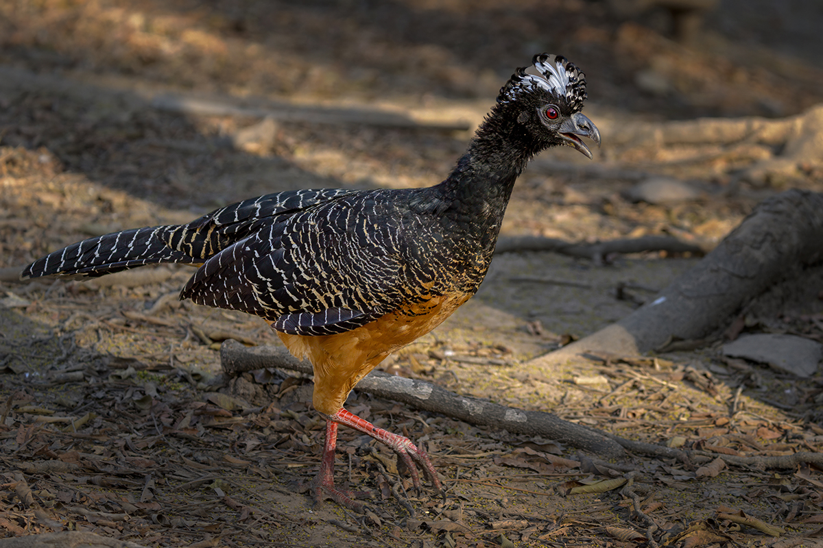 Bare-faced Curassow-1200.jpg