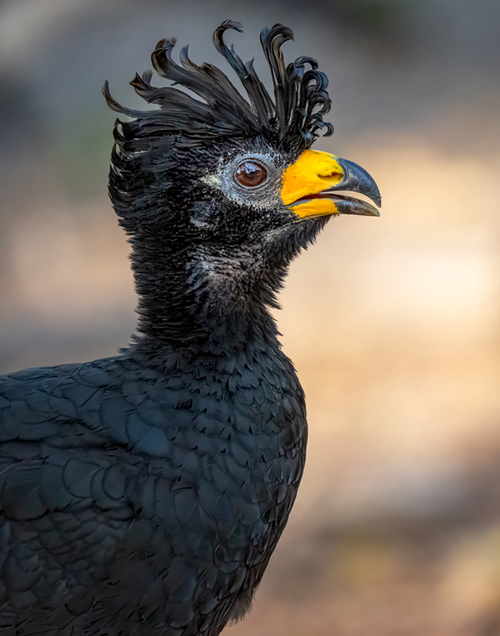 Bare-faced Curassow Male.jpg
