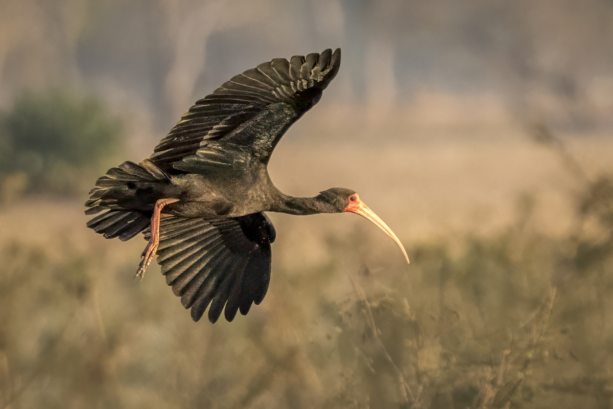 Bare-faced Ibis-.jpg