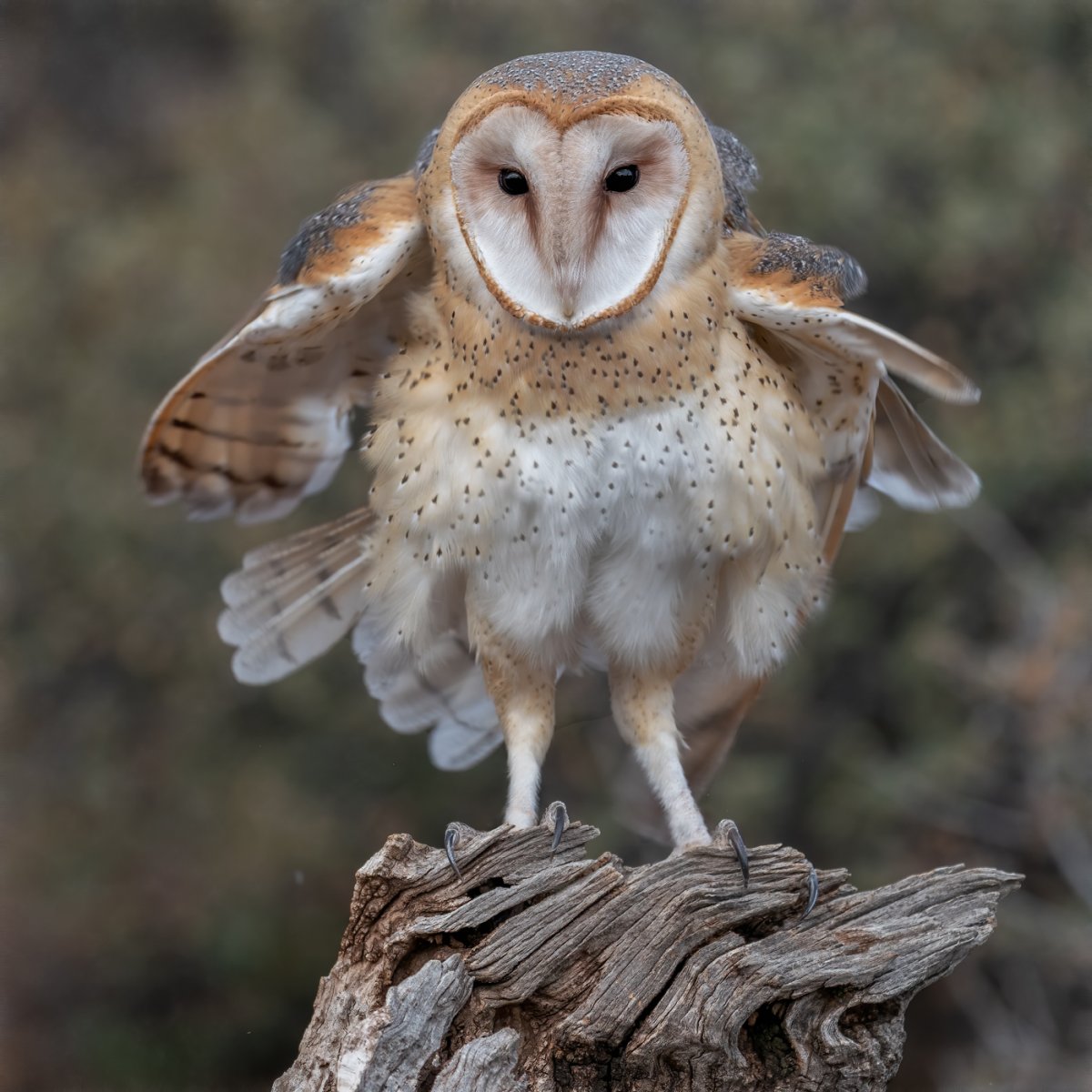 Barn owl-1542-Edit.jpg