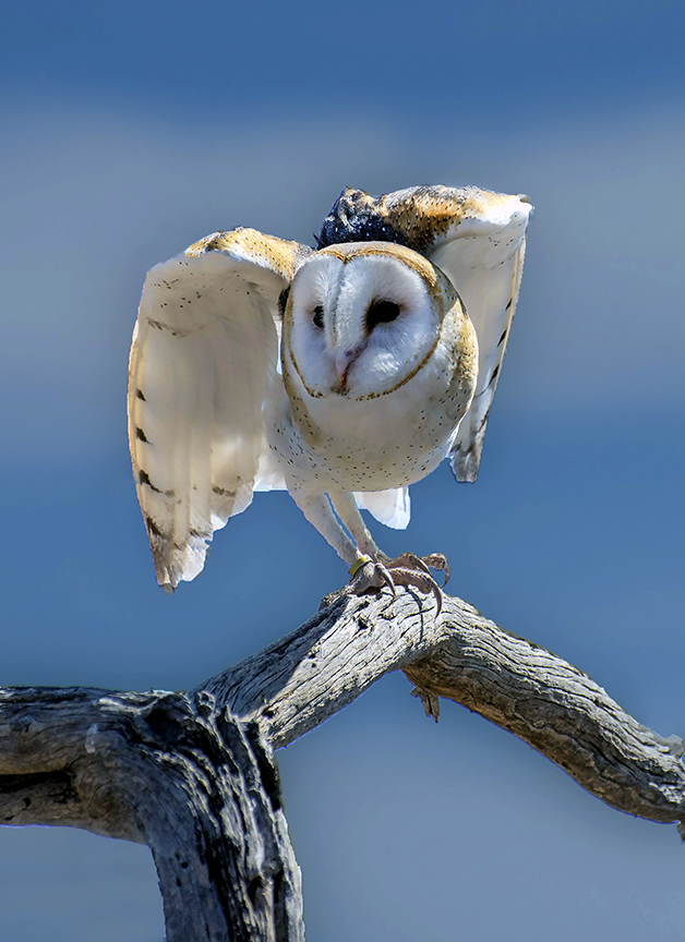 Barn Owl II.jpg