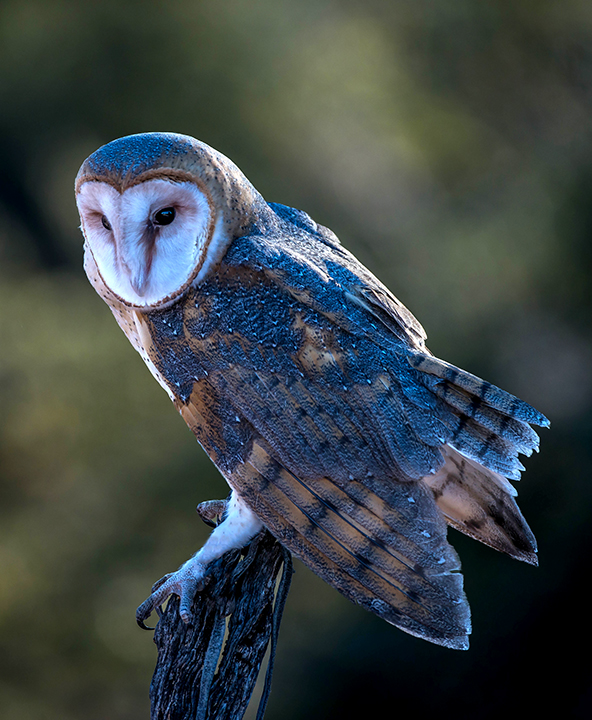 Barn Owl II.jpg