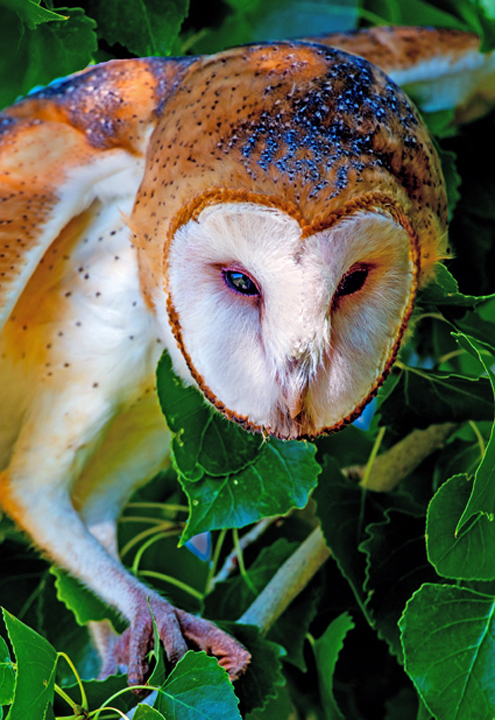 Barn Owl IV.jpg