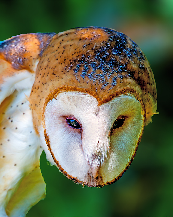 Barn Owl portrait.jpg