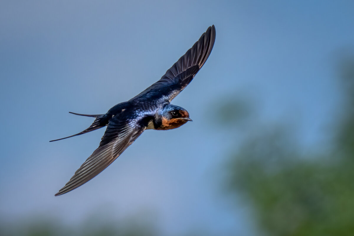Barn swallow-.jpg