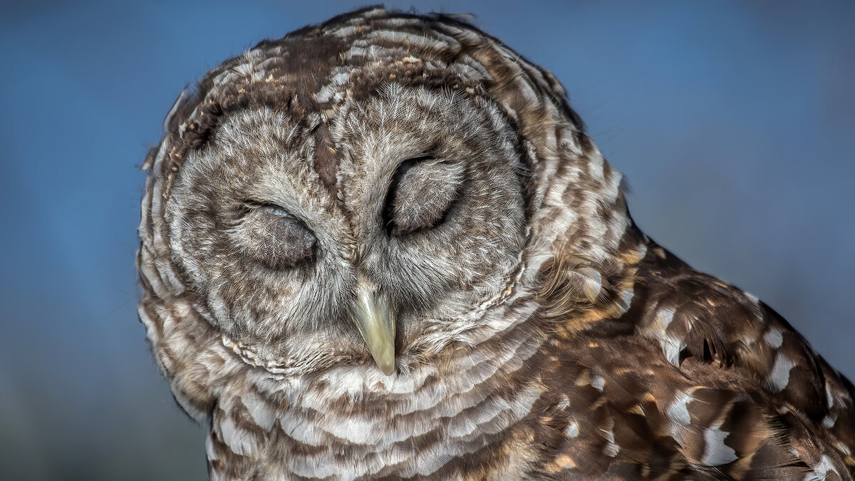 Barred Owl feathered eyelids.jpg