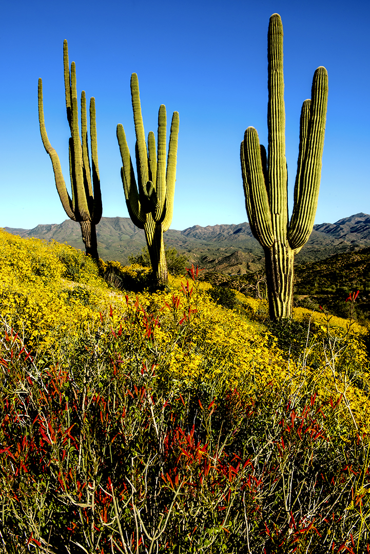 Bartlett Lake Chuperosa and saguaros II.jpg