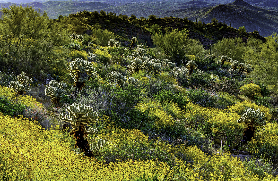 bartlett lake II.jpg