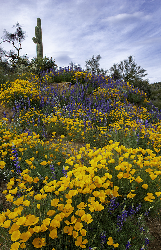 Bartlett Lake Superbloo.jpg