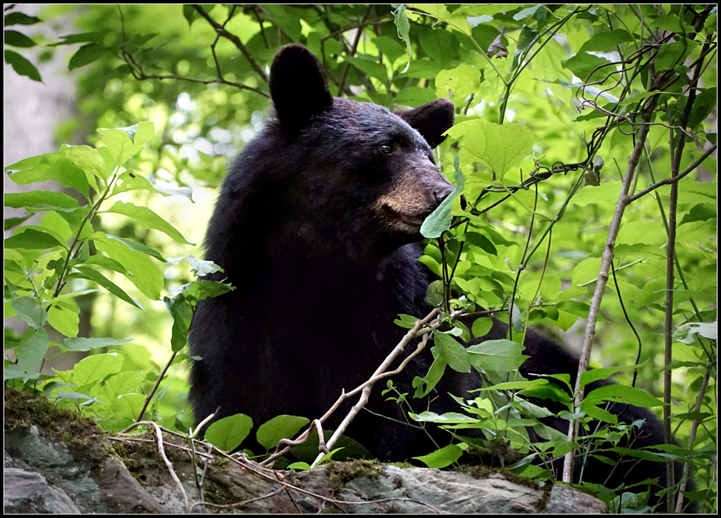 Baskin Fall Bear.jpg