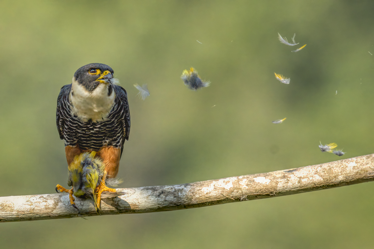 Bat falcon-05707-Edit.jpg