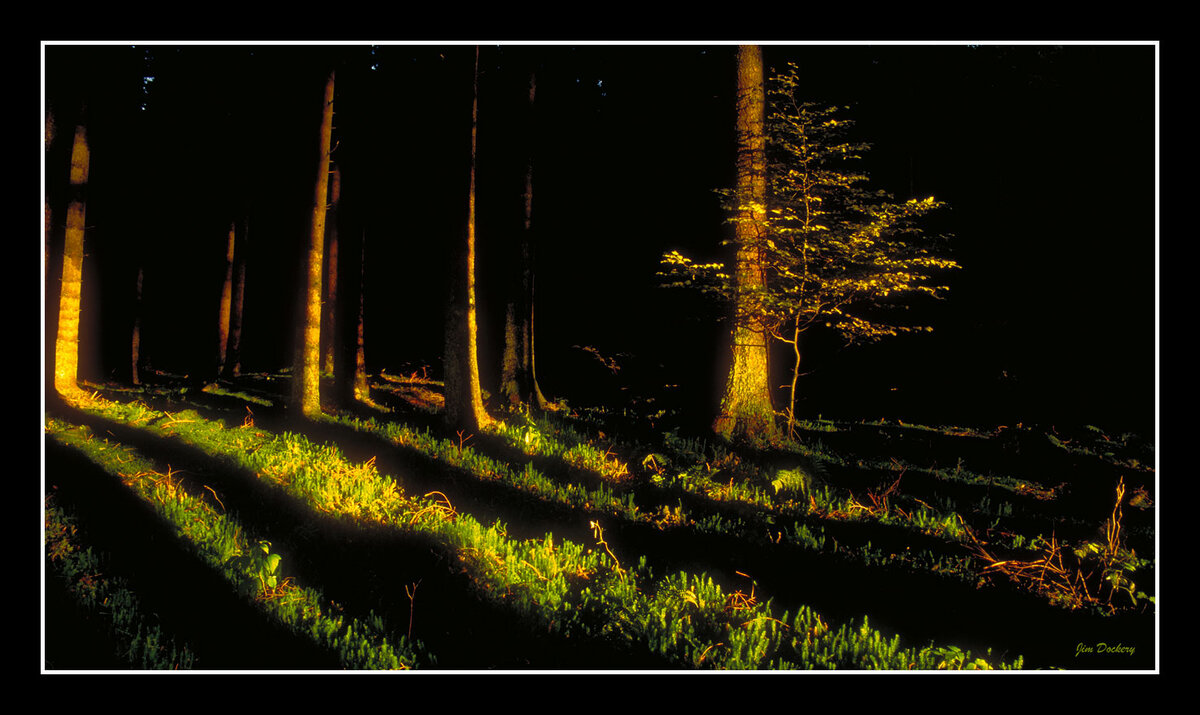 Bavarian-Forest.jpg