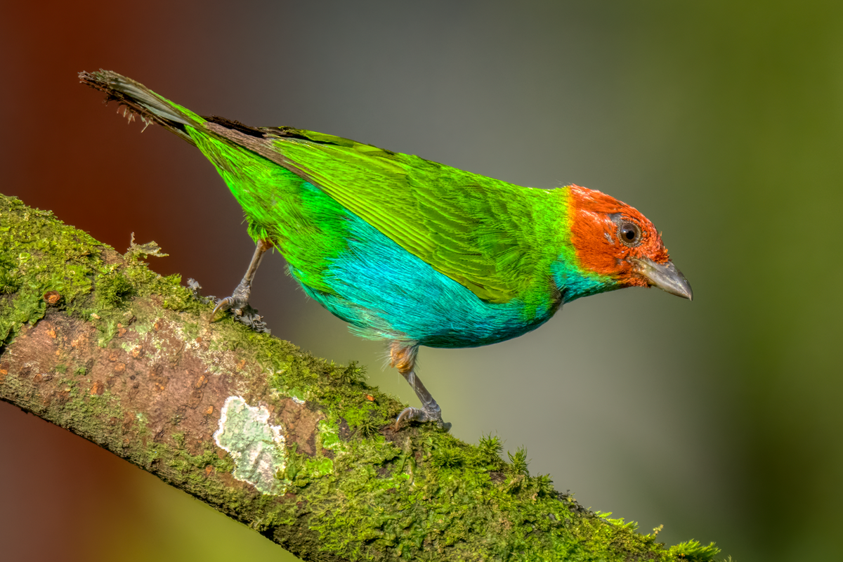 Bay-headed Tanager-.png