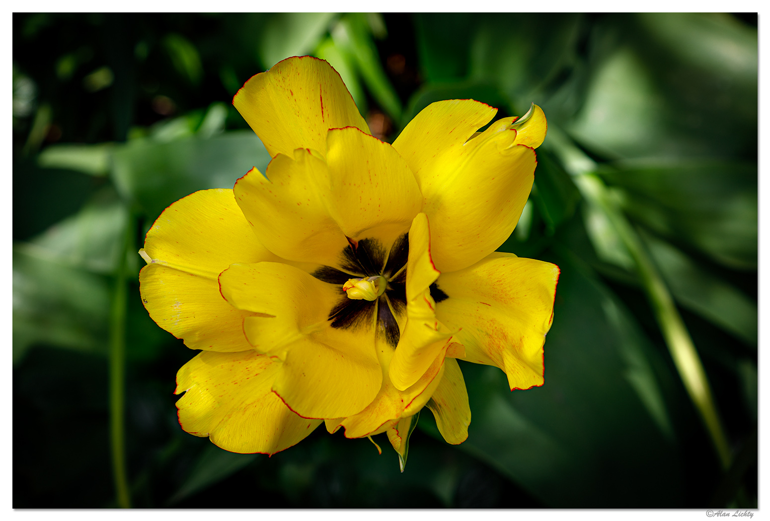 BB-AkebonoDFTulip2.jpg