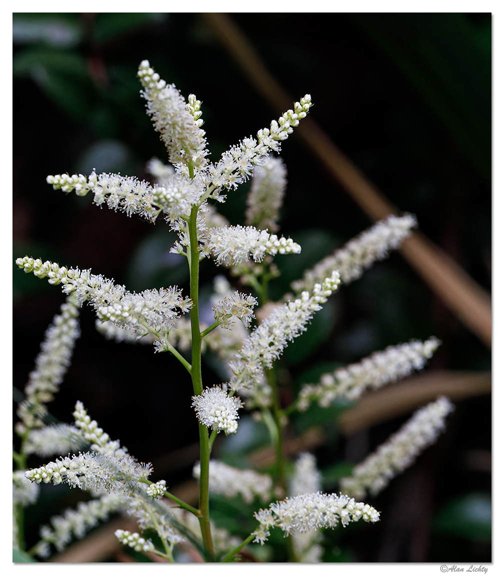 BB-Astilbe2023.jpg