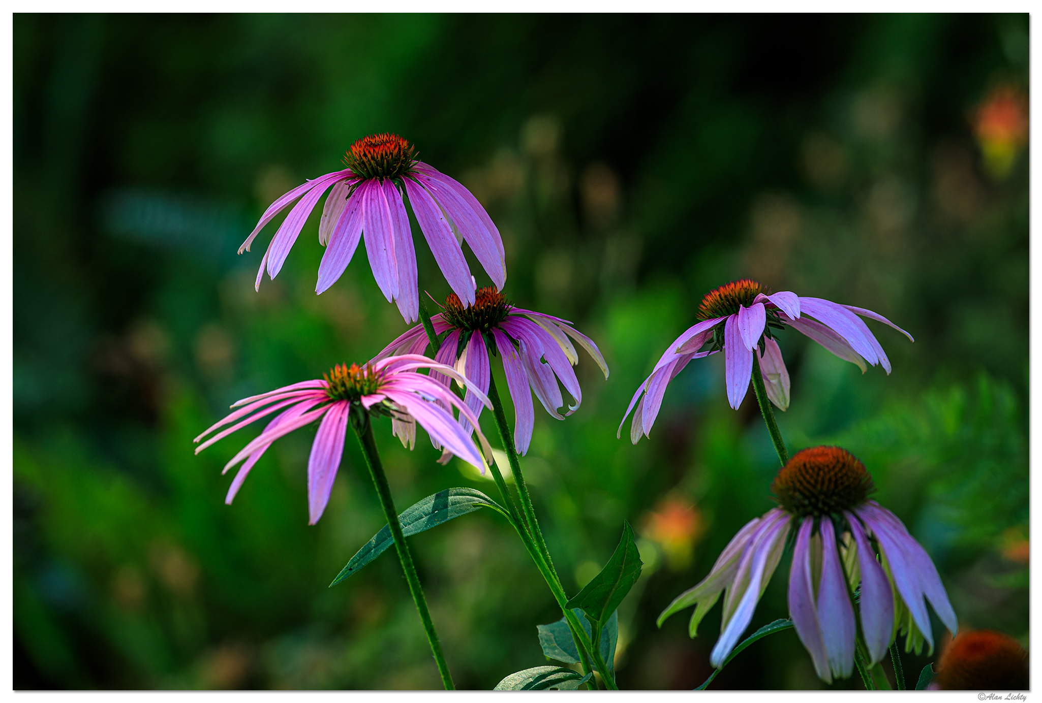 BB-Cones072723.jpg