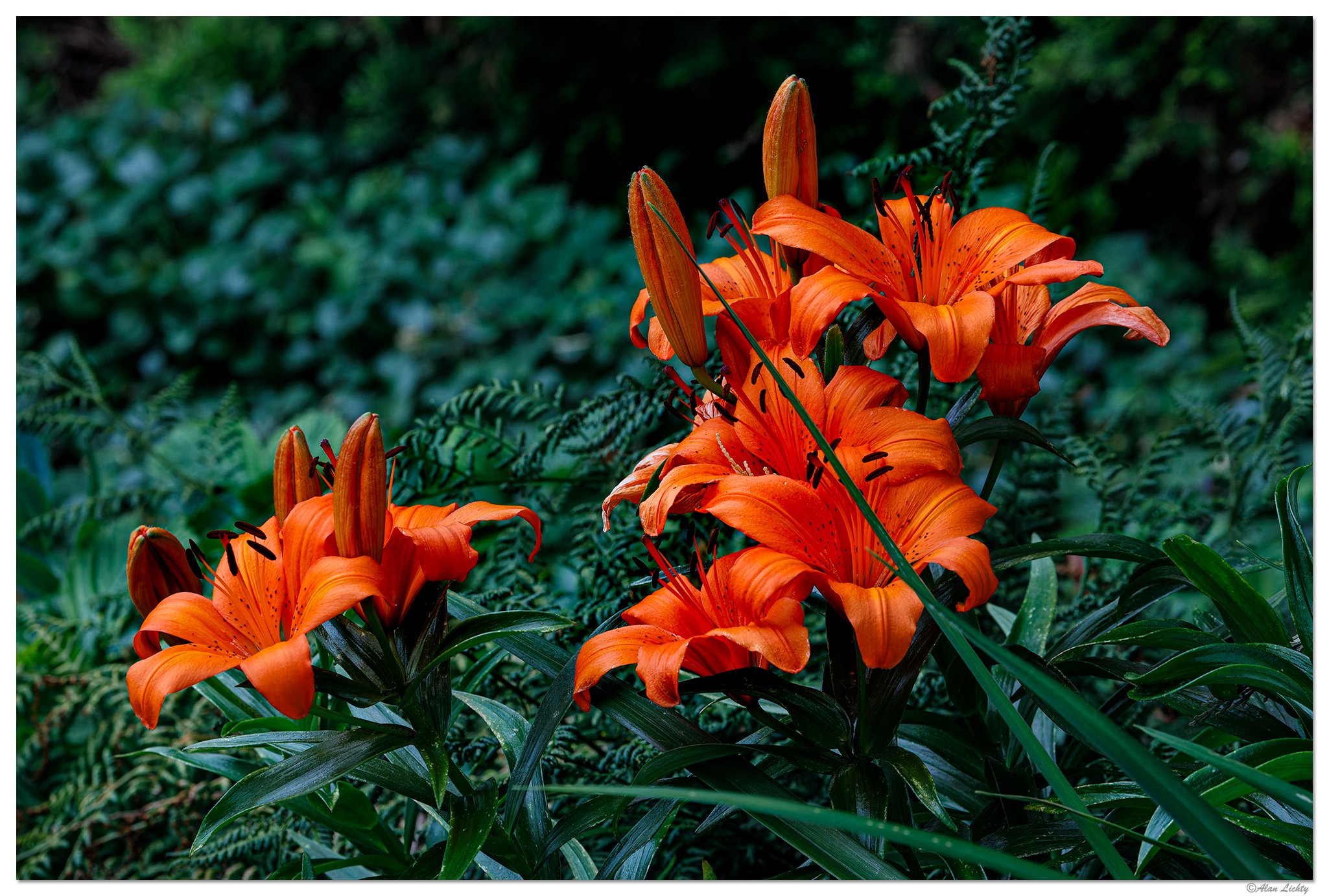 BB-DayLily061823.jpg