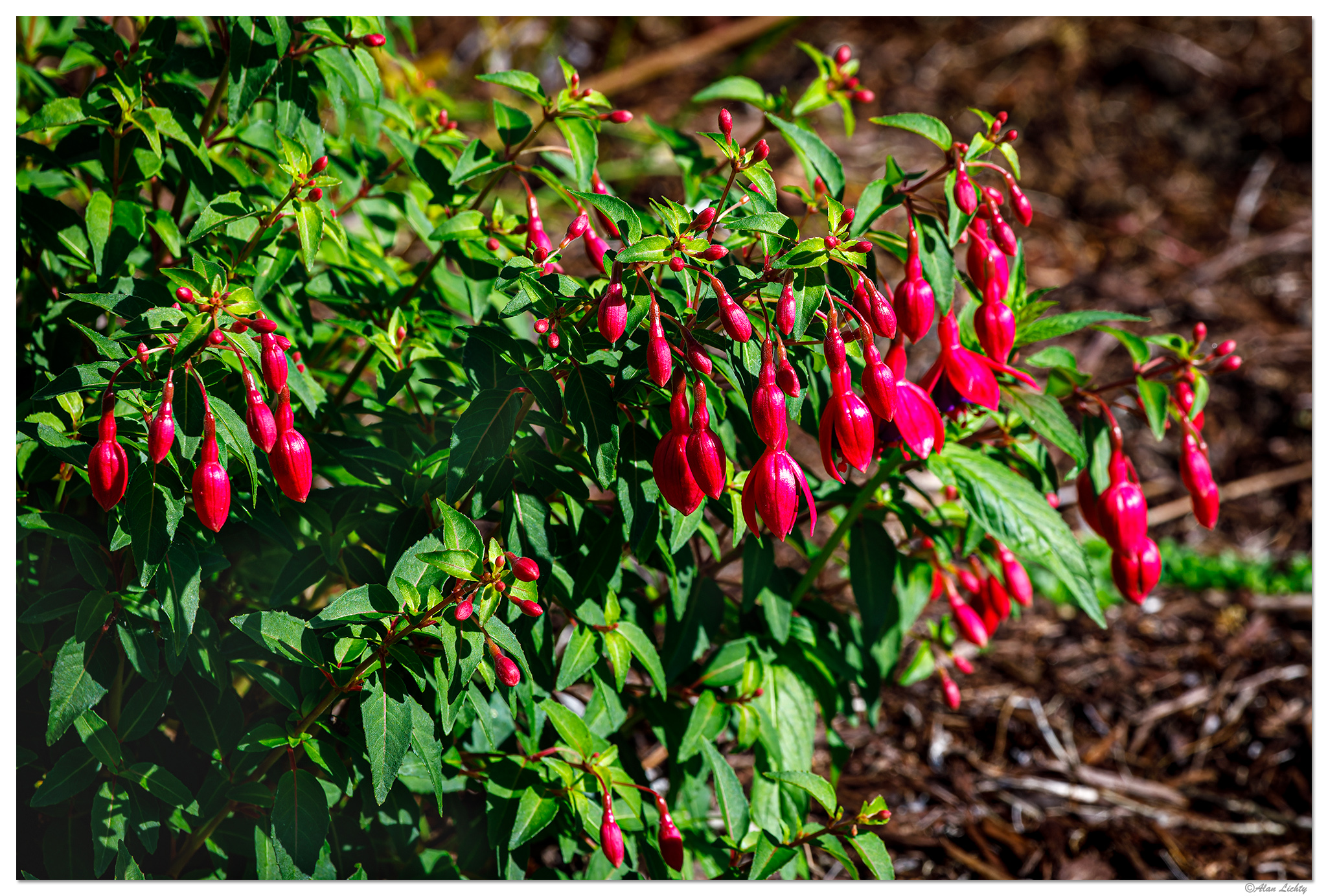 BB-FyardFuschiaS23.jpg