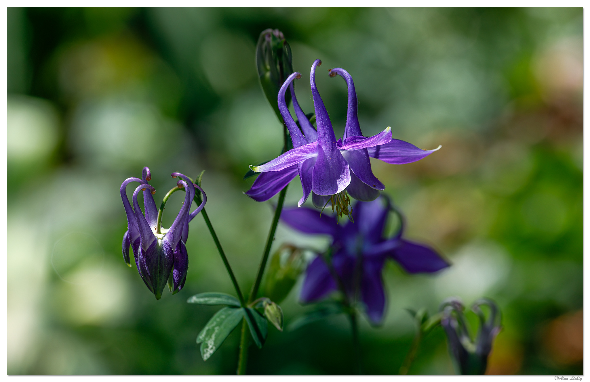 BB-PColumbine051523.jpg