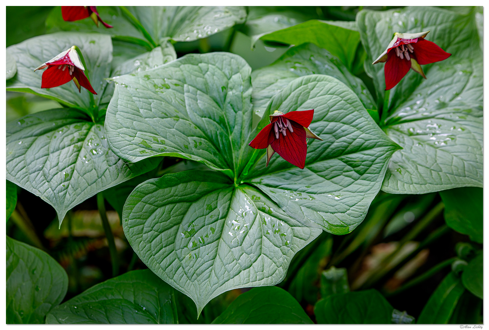 BB-ReTrillium050723.jpg