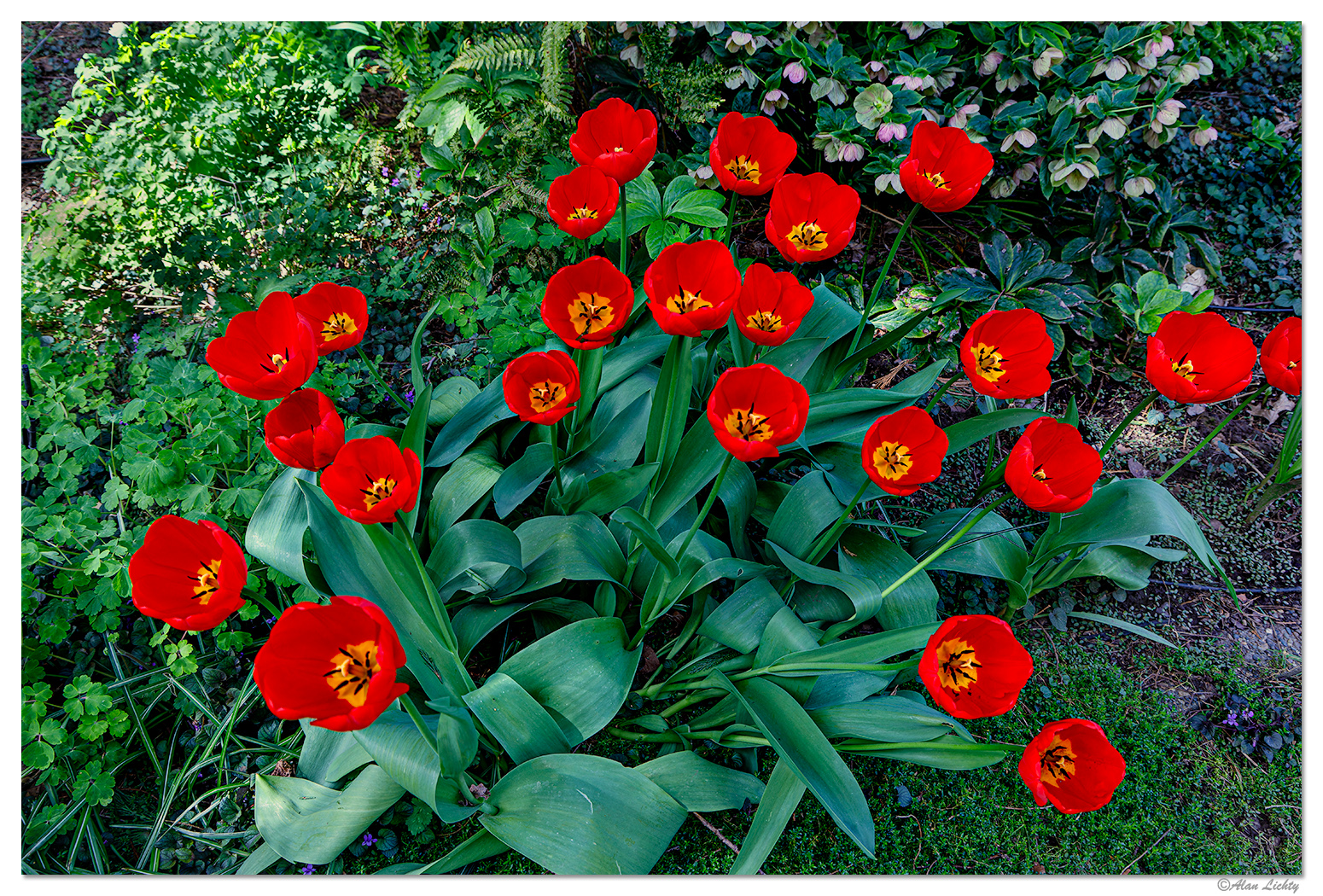 BB-RTulips.jpg