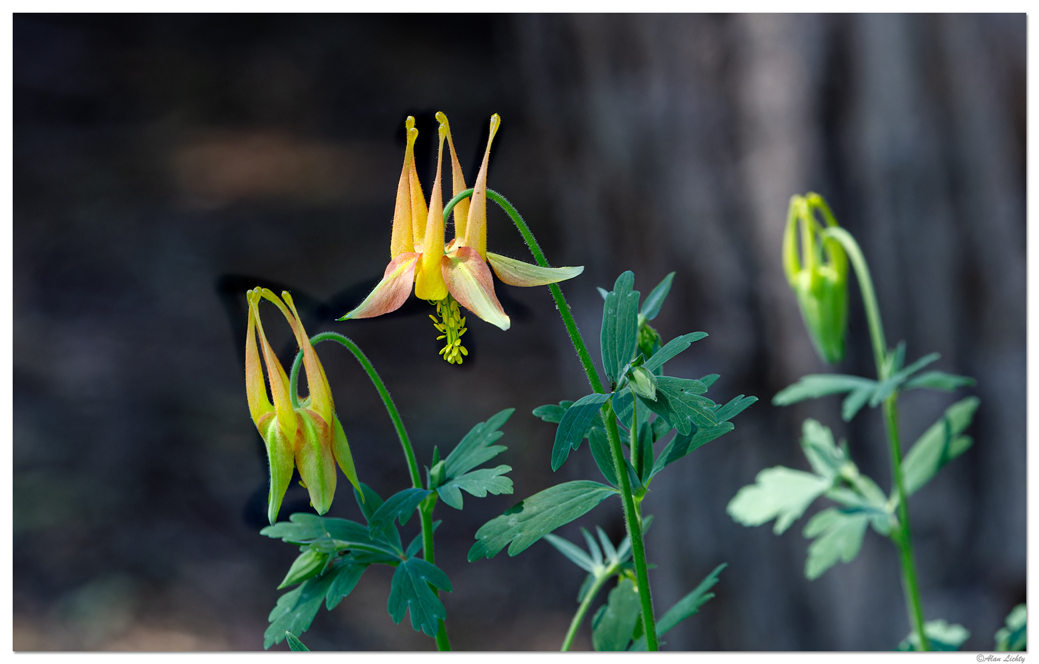 BB-YColumbine051523.jpg