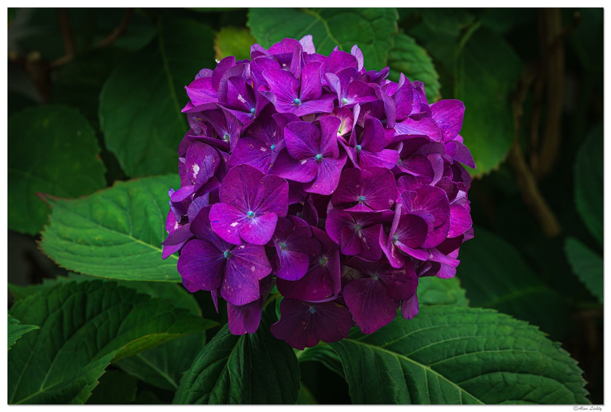 BB23-PHydrangea.jpg