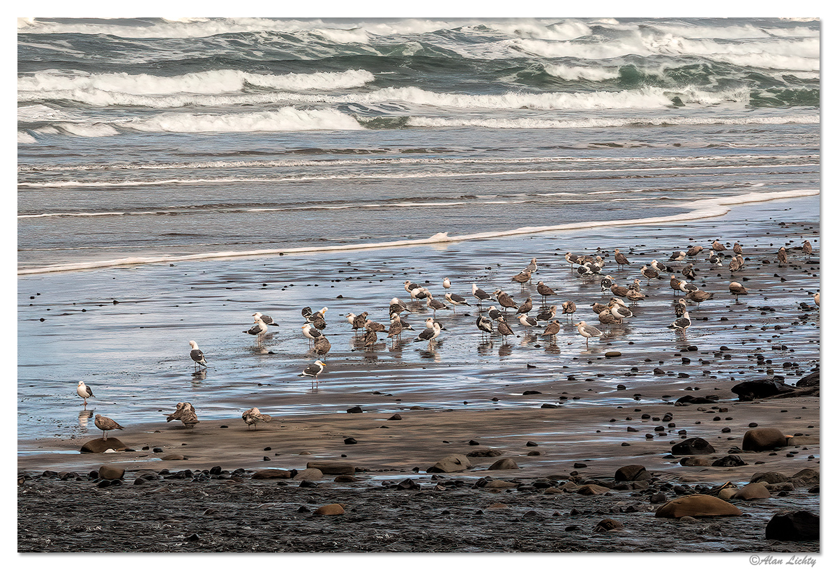 BBeach-Gulls2.jpg