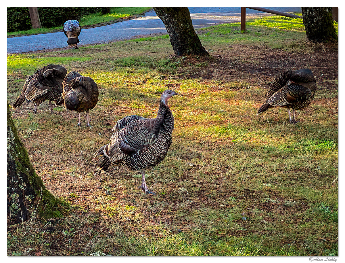 BBSP-Turkeys.jpg