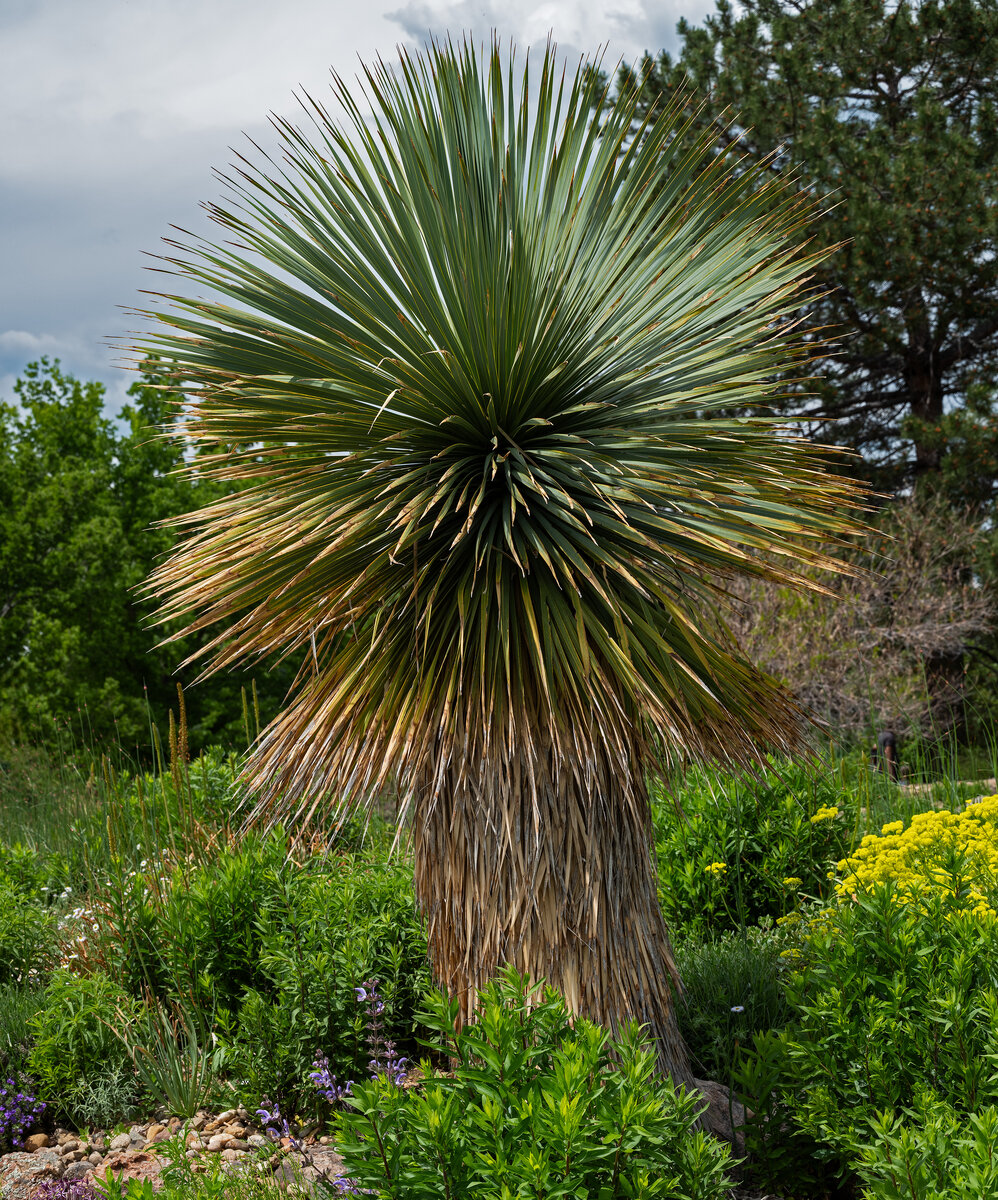 Beaked Yucca.jpg