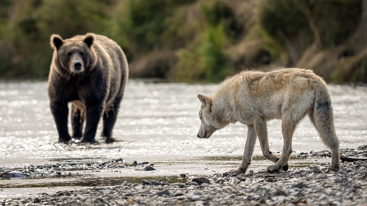 Bear and wolf DSC03449.jpg